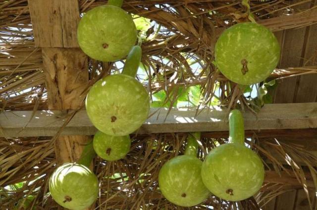several green gourds hanging from a wooden roof