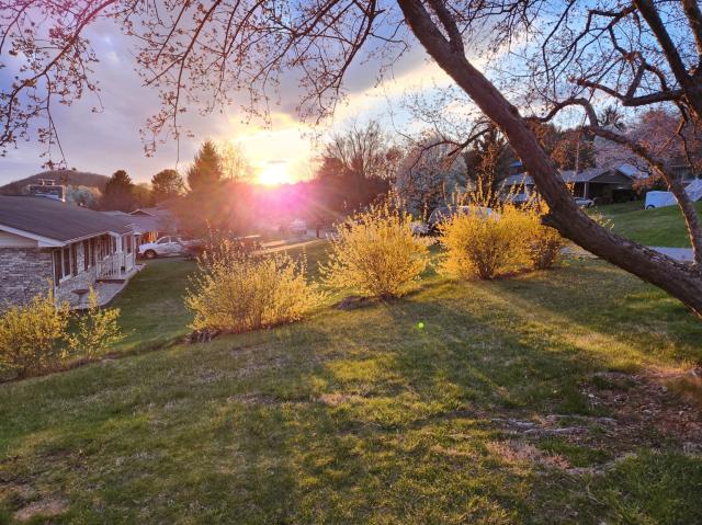 Sunset shining on yellow forsythia