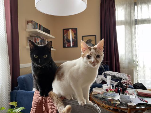 A black cat and a white cat with orange patches and a pink nose are both sitting on the back of a chair.