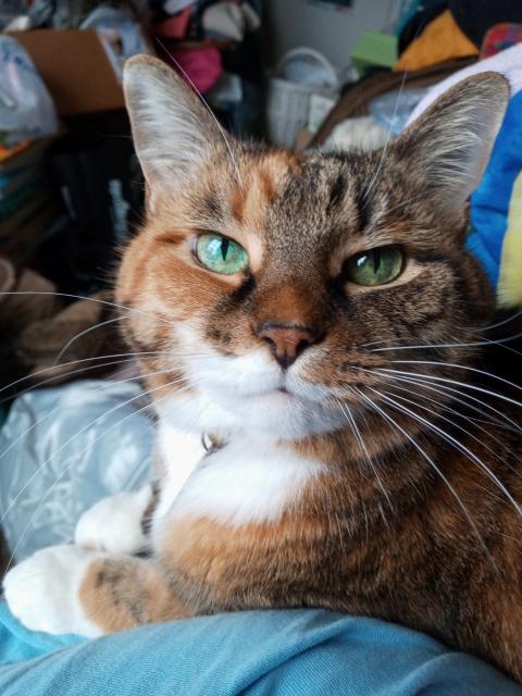 Photo of a tabby cat with orange patches and green eyes looking at the camera