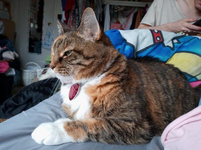 Photo of a tabby cat with orange patches relaxing and sticking a paw out