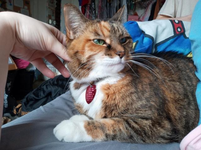 Photo of a tabby cat with orange patches and green eyes receiving scritches on her cheek