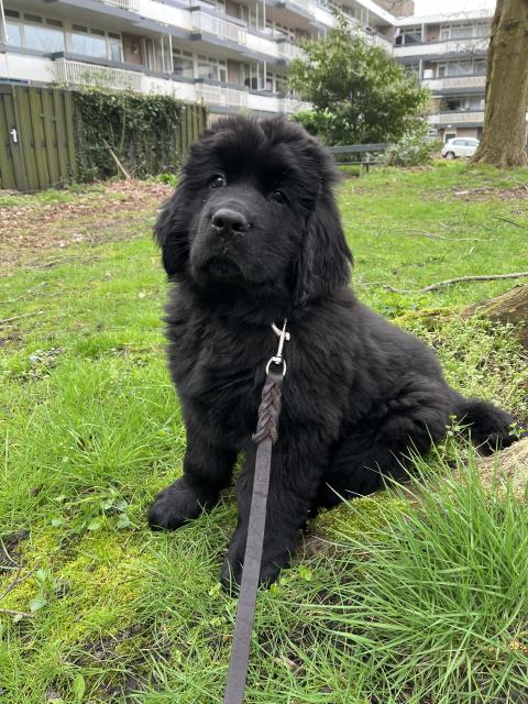 Odin (a black newfoundlander puppy) sitting in a dignified fashion 