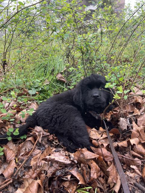 Odin getting cozy in the undergrowth 