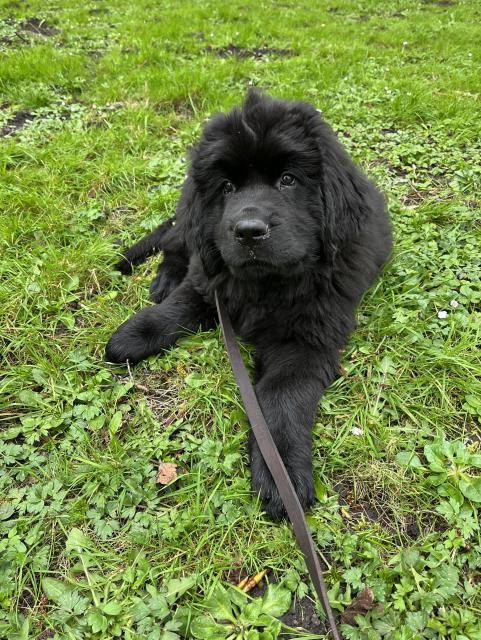 Odin lounging on the grass