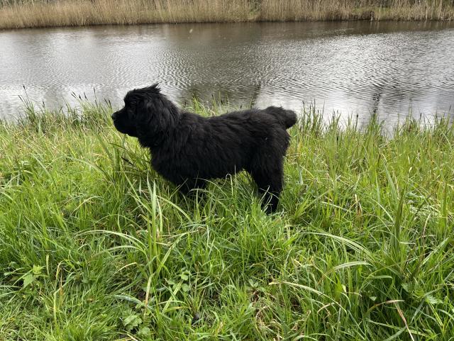Odin striking a dramatic pose by the pond 
