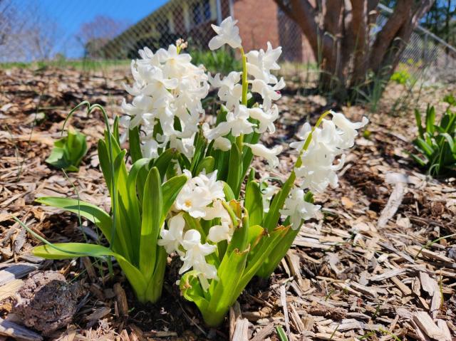 White hyacinth flowers on a bed of wood chips