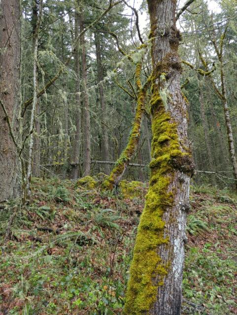 trees covered with moss