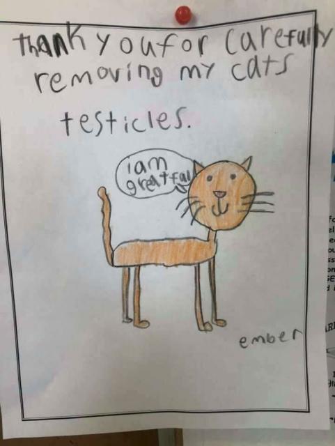 cat neutered