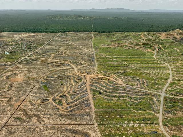 An aerial view of a palm plantation on the island of Borneo. Enormous tracts of tropical rainforest have been cleared to grow the lucrative crop, which is used to create palm oil, a vegetable oil that is also used in food processing.

Edward Burtynsky, courtesy Robert Koch Gallery, San Francisco / Nicholas Metivier Gallery, Toronto