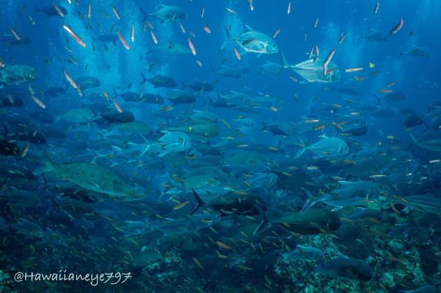 A wide and impressionistic view of fish in their blue world. 