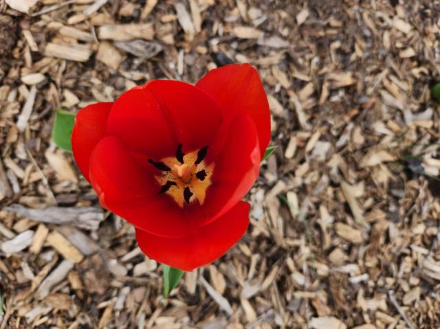 Bright red tulip seen from above