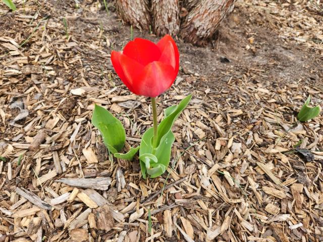 Side view of a bright red tulip