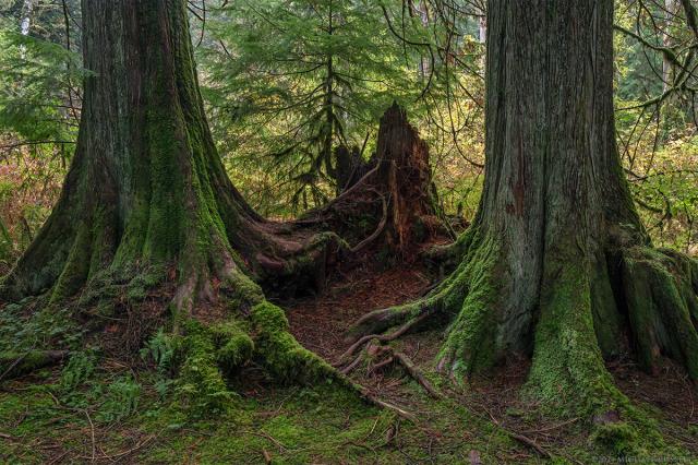 Two Western Red Cedar (Thuja plicata) trunks collecting layers of moss from the forest floor at Rolley Lake Provincial Park in Mission, British Columbia, Canada.