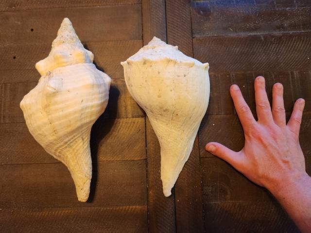 Top side of two large Shells next to my hand -they are larger