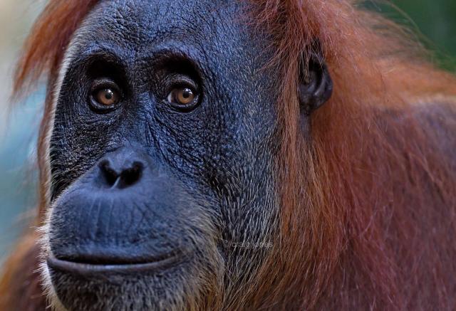 The #orangutan with the golden hair: A short story by #Dayak ethnographer Dr Setia Budhi about #palmoil plantations, how pesticides seep into the groundwater killing people and animals 
@global_witness
@GreenpeaceUK 
@EIA_news
 #Boycottpalmoil #Boycott4Wildlife 
https://palmoildetectives.com/2021/10/15/the-orangutan-with-the-golden-hair-a-short-story-by-setia-budhi-setiabudhi18
