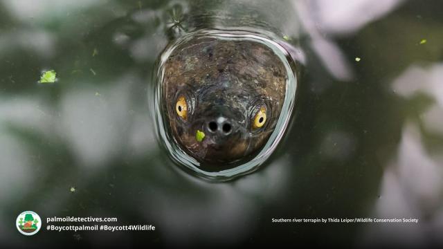 With their blazing yellow eyes, southern river terrapins cut a striking figure. They are critically endangered from #palmoil and #mining #deforestation in Indonesia and Malaysia. Fight for them and #Boycottpalmoil #Boycott4Wildlife 
@palmoildetect
https://palmoildetectives.com/2021/01/25/southern-river-terrapin-batagur-affinis/