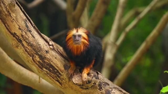 Known for their vivid fiery mane of gold and red, Golden Headed Lion #Tamarins are endangered in #Brazil due to #deforestation for gold #mining, #palmoil, soy and #meat. Help them survive #BoycottGold #Boycottpalmoil, be #vegan for them #Boycott4Wildlife https://wp.me/pcFhgU-17z