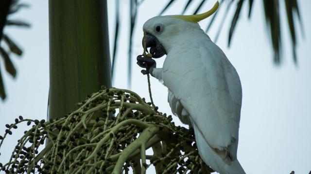 Rapid deforestation of #PapuaNewGuinea for #palmoil plantations has caused significant loss of habitat for the vulnerable Blue-eyed Cockatoo. Tell the brands destroying their home you won’t buy their products! #Boycott4Wildlife https://palmoildetectives.com/2021/01/31/blue-eyed-cockatoo-cacatua-ophthalmica/ via @palmoildetect
