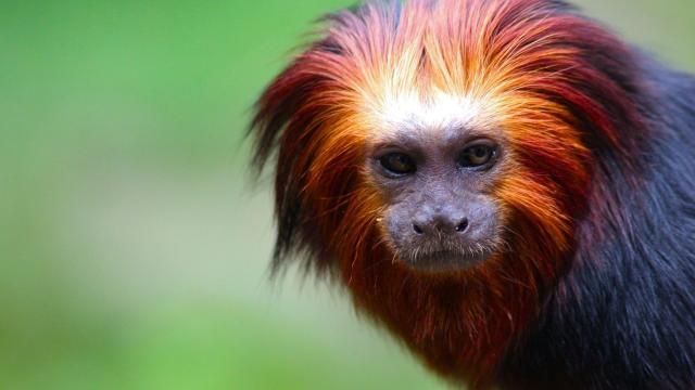 Known for their vivid fiery mane of gold and red, Golden Headed Lion #Tamarins are endangered in #Brazil due to #deforestation for gold #mining, #palmoil, soy and #meat. Help them survive #BoycottGold #Boycottpalmoil, be #vegan for them #Boycott4Wildlife https://wp.me/pcFhgU-17z