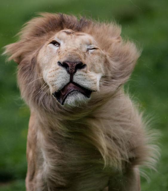 funny lion