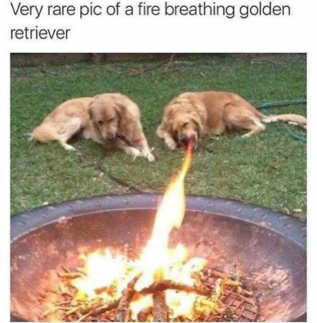 firebreathing dog
