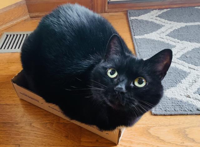 A black cat sits in a small box with low sides, overflowing and looking at the camera. 