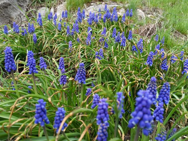 A photo of a patch of grape hyacinth muscari taken just above the height of the blooms and looking up the slope they are on . There are 4-5 dozen flower clusters. The tips of the foliage is brown from a frost/freeze a few weeks ago. Behind them is granite bedrock and grasses. The foreground is out of focus.