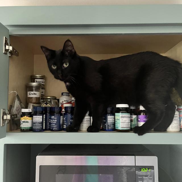 a black cat stands in a kitchen cabinet that is full of bottles of supplements and does not knock any over.