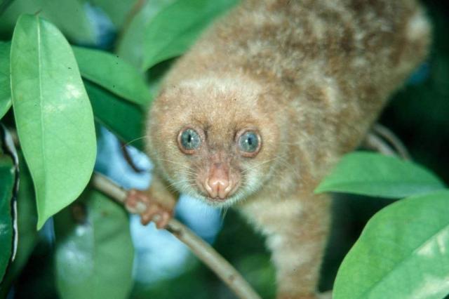 The Blue-eyed Spotted Cuscus is a critically endangered #marsupial in #WestPapua. Help them keep their forest home with some simple changes to how you shop #Boycott4Wildlife https://palmoildetectives.com/2021/01/26/blue-eyed-spotted-cuscus-spilocuscus-wilsoni/ via @palmoildetectives 
