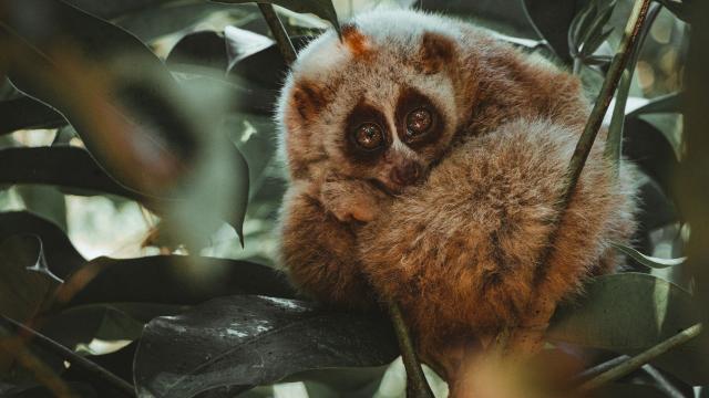 With inquisitive eyes and sweet moon-like faces, Sumatran Slow Lorises are tiny #primates on the edge of #extinction from #palmoil #ecocide in #Indonesia Fight for them stop them disappearing when you #Boycottpalmoil #Boycott4Wildlife @palmoildetect https://wp.me/pcFhgU-gQ 