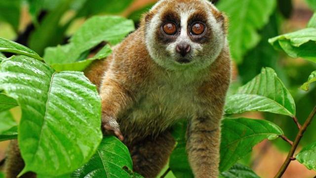 With inquisitive eyes and sweet moon-like faces, Sumatran Slow Lorises are tiny #primates on the edge of #extinction from #palmoil #ecocide in #Indonesia Fight for them stop them disappearing when you #Boycottpalmoil #Boycott4Wildlife @palmoildetect https://wp.me/pcFhgU-gQ 