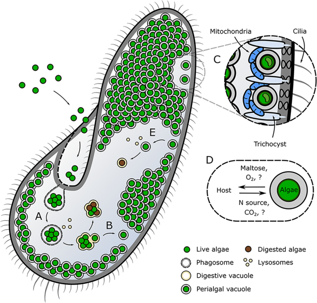 Schematic of the Paramecium bursaria endosymbiosis showing a large cell of the ciliated protist full of small round green algae 