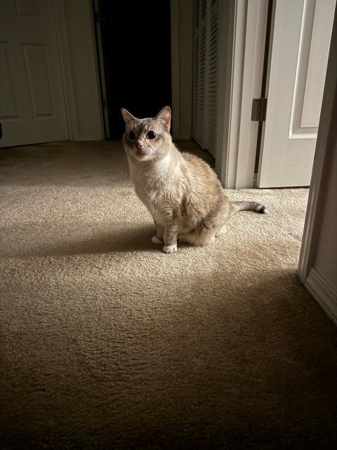 A white and gray cat sits in front of an open door, lit softly by light coming out of the door. The cat looks off into the distance solemnly.