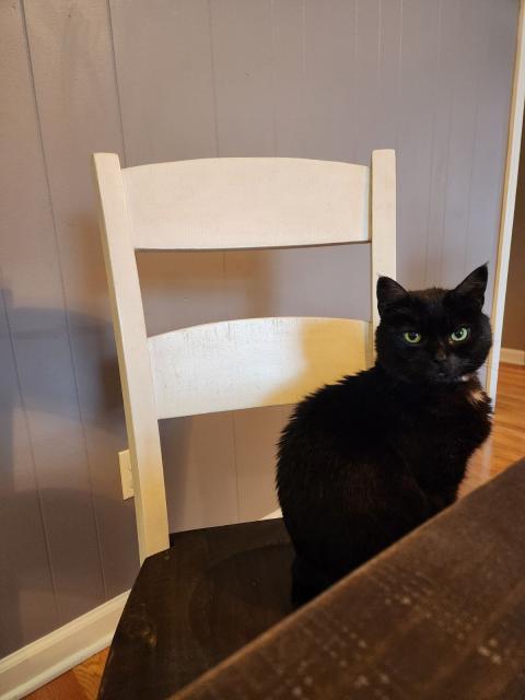 Black cat sitting on a chair in front of a table, looking regal