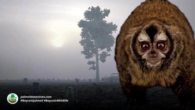 Known for their expressive big eyes, Peruvian Night Monkeys are one of the rarest and most beautiful monkeys in the world. They are critically #endangered by #palmoil and #meat #deforestation. Help them and #Boycottpalmoil #Boycott4Wildlife https://palmoildetectives.com/2023/07/02/andean-night-monkey-aotus-miconax/
