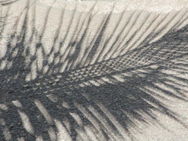 partial eclipse visible into palm tree