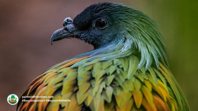 Nicobar #pigeons of #India have magnificent iridescent rainbow feathers. They are the closest living relative to the #extinct #dodo bird. Now threatened by #palmoil #deforestation – help them survive #Boycottpalmoil #Boycott4Wildlife https://palmoildetectives.com/2023/12/23/nicobar-pigeon-caloenas-nicobarica/ via @palmoildetectives 
