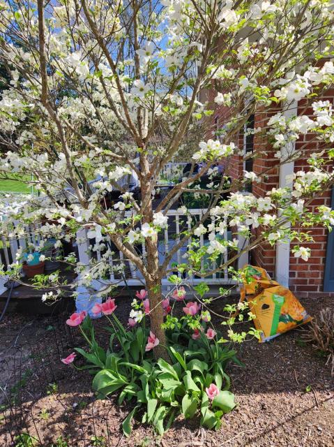 Dogwood tree with white blossoms with pink tulips underneath