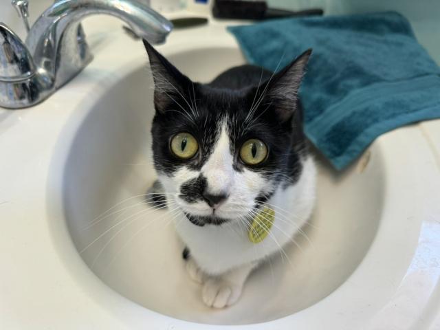 Black and White cat sitting in a bathroom sink looking directly at the camera. 