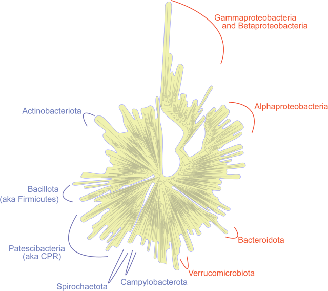 A phylogenetic tree of bacteria, with major groups containing organisms with genomes of less than 1 Mb noted in blue, and groups with organisms containing genomes less than 200 kb shown in red.