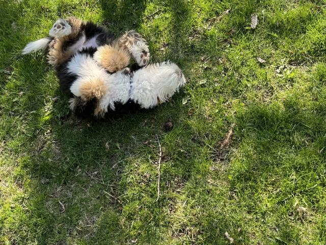 A black white and tan puppy rolling in the grass.