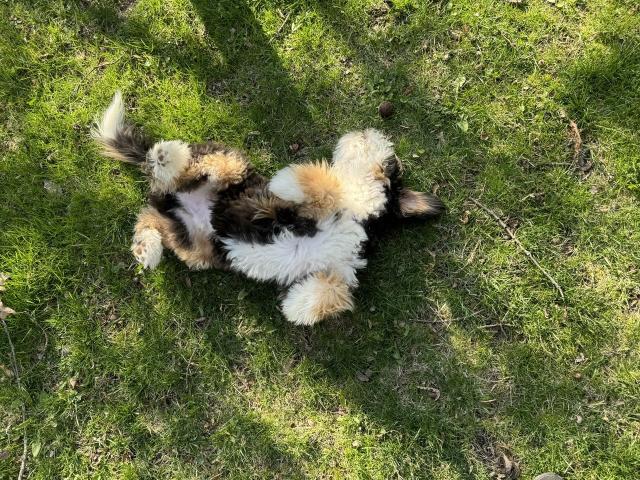 A black white and tan puppy rolling in the grass.