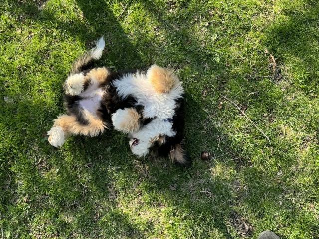 A black white and tan puppy rolling in the grass.