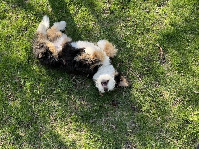 A black white and tan puppy rolling in the grass.