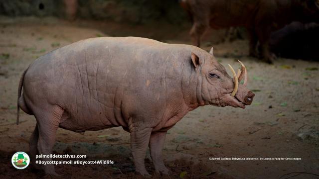 Sulawesi Barbarusa are hogs with large tusks living in #Indonesia. They're #vulnerable from #palmoil #deforestation #mining and #hunting in Sulawesi. Fight for their right to remain alive and be #vegan and #Boycottpalmoil #Boycott4Wildlife 

@palmoildetect

 https://wp.me/pcFhgU-6sm
