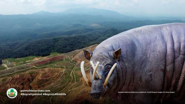 Sulawesi Barbarusa are hogs with large tusks living in #Indonesia. They're #vulnerable from #palmoil #deforestation #mining and #hunting in Sulawesi. Fight for their right to remain alive and be #vegan and #Boycottpalmoil #Boycott4Wildlife 

@palmoildetect

 https://wp.me/pcFhgU-6sm