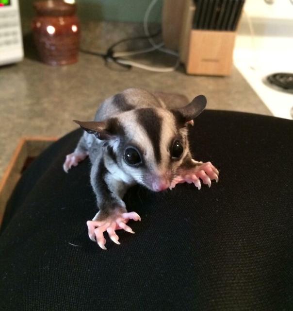 sugar glider