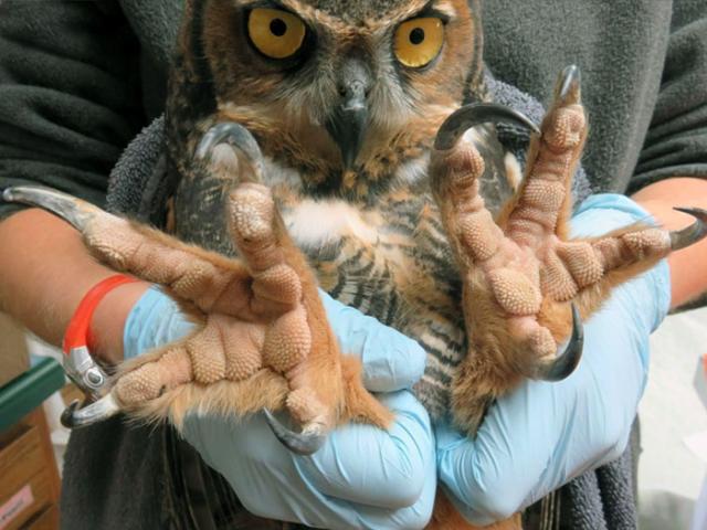 owl feet