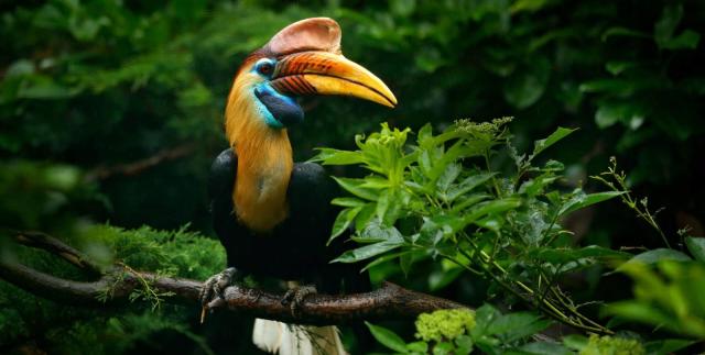 Knobbed Hornbills are stunning rainbow coloured birds endemic to #Sulawesi #Indonesia, #vulnerable from #palmoil #deforestation and #hunting. Help them survive by joining the #Boycott4Wildlife on brands causing #deforestation!
https://palmoildetectives.com/2021/10/30/knobbed-hornbill-rhyticeros-cassidix/